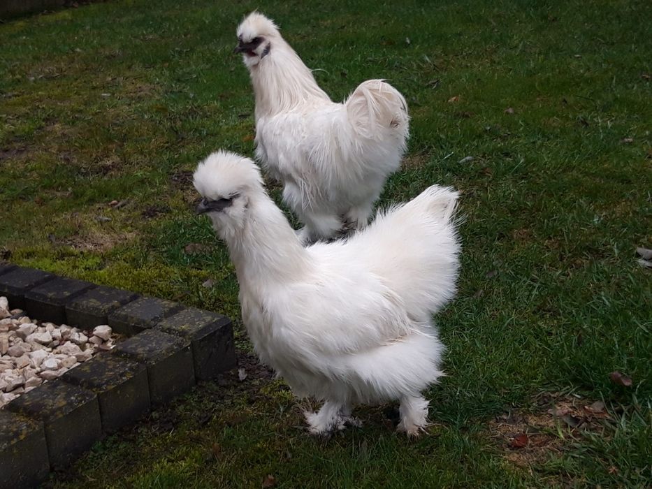 Kury  ozdobne  SILKA  SILKI  jedwabiste  OSTATNIA  PARA