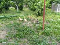 Продам гусинята 2 тижневі