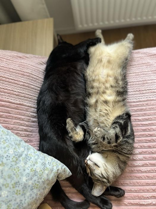 Два братики котики шукають сімʼю