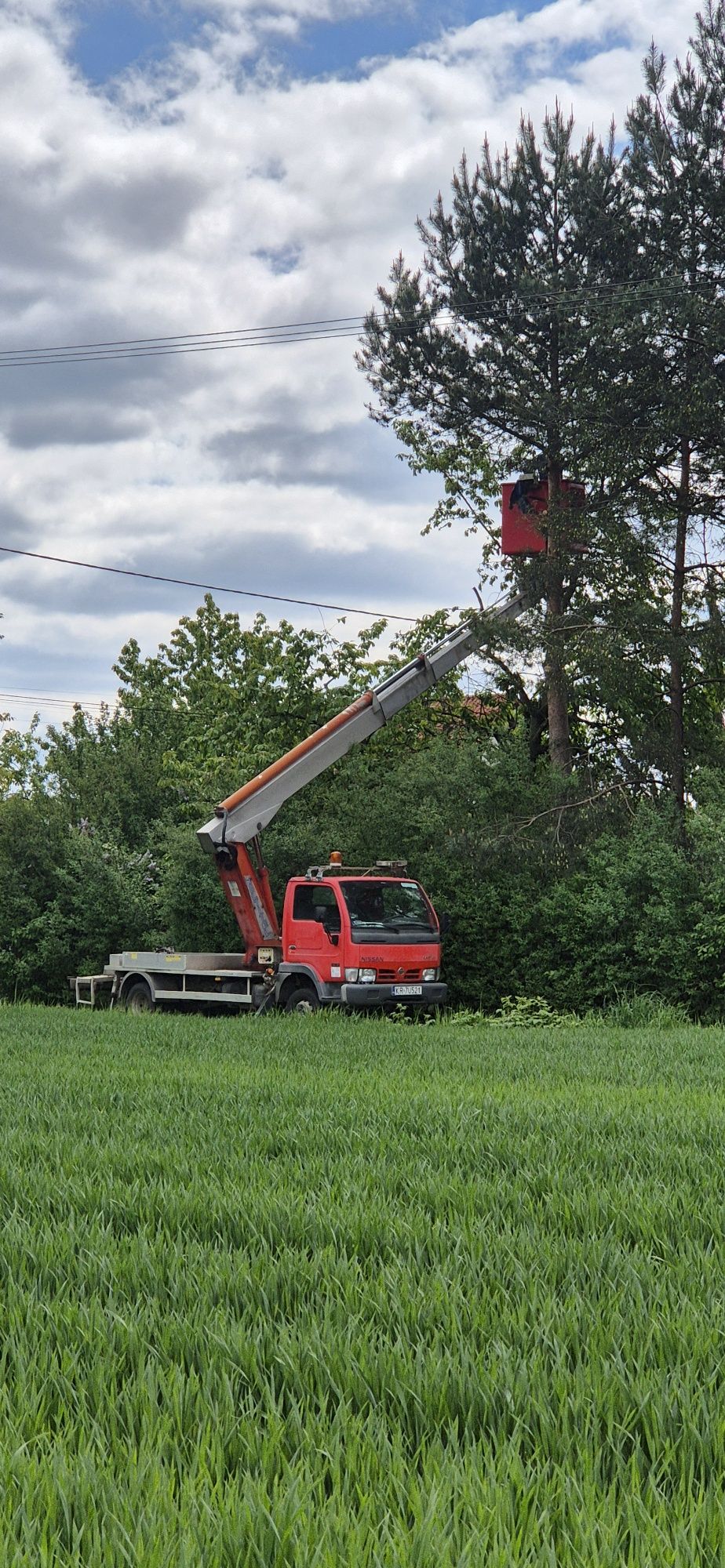 Wycinka, przycinka drzew, krzewów