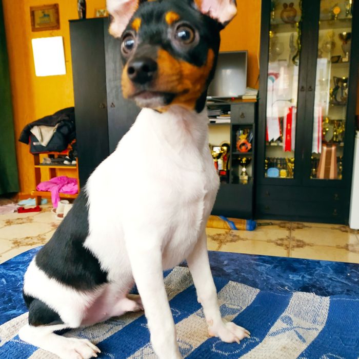 Американский той фокс терьер,редкая,маленькая порода