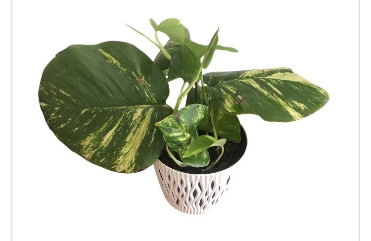 Epipremnum 'Aureum'