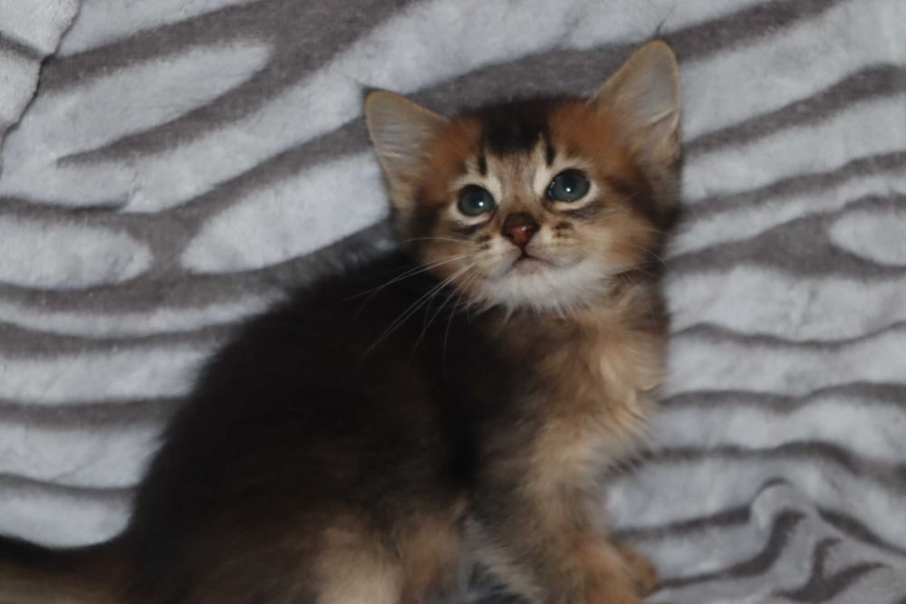 Сомалийская прелесть - Абиссинцы длиношерстные