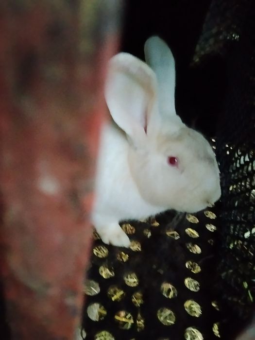 Dzień dobry sprzedam króliki