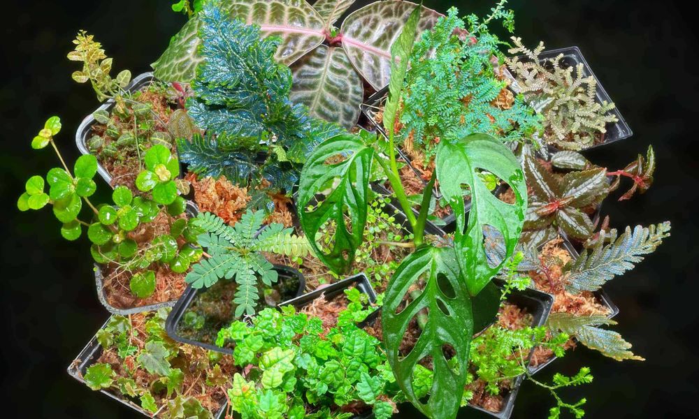 Rośliny do Terrarium Tropikalne Paludarium UNIKATY