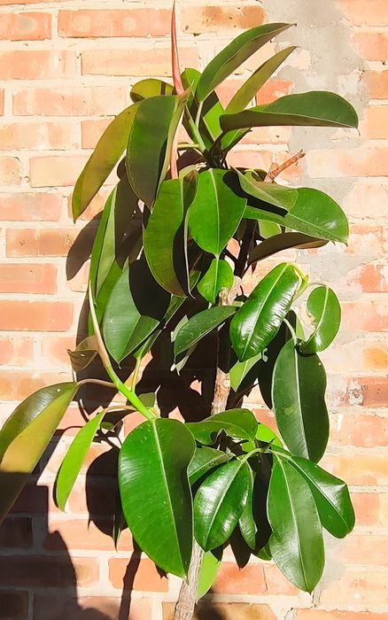 Фікус дерево 1,65 м вазон Еластика декора зелень фикус