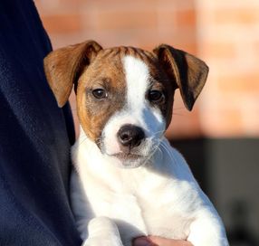 Piesek Jack Russell Terrier/BREFIO- posiada wszystkie szczepienia