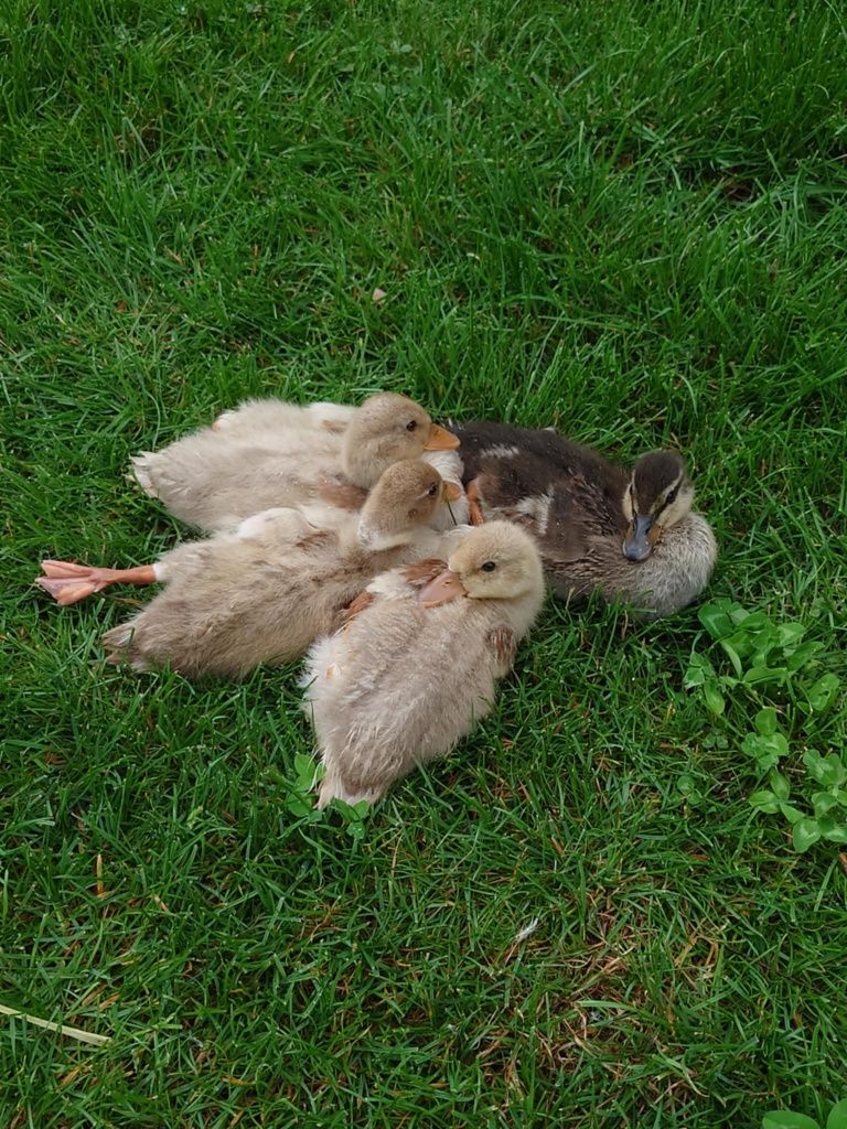 Kaczka miniaturowa Call Duck