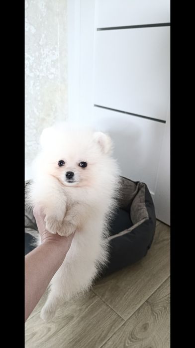 Лялька дівчинка померанка