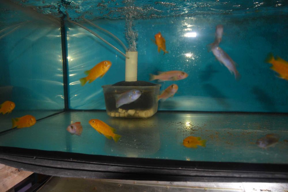 Pyszczak Labeotropheus Trewavasae Thumbi West