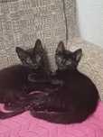 Dou 2 gatinhas pretas nascidas a 25 Fevereiro ...