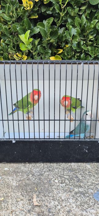 Agapornis roseicollis longfeather