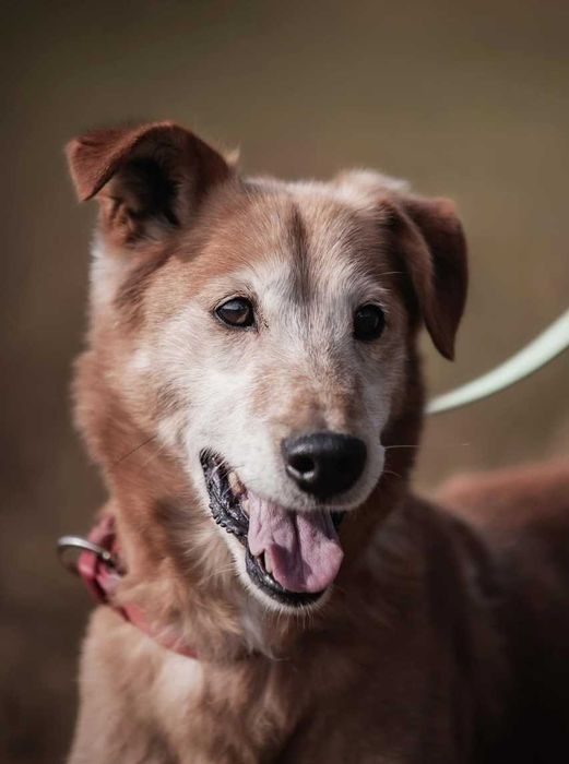 Winnie - zawsze uśmiechnięty cudowny psiak ADOPCJA