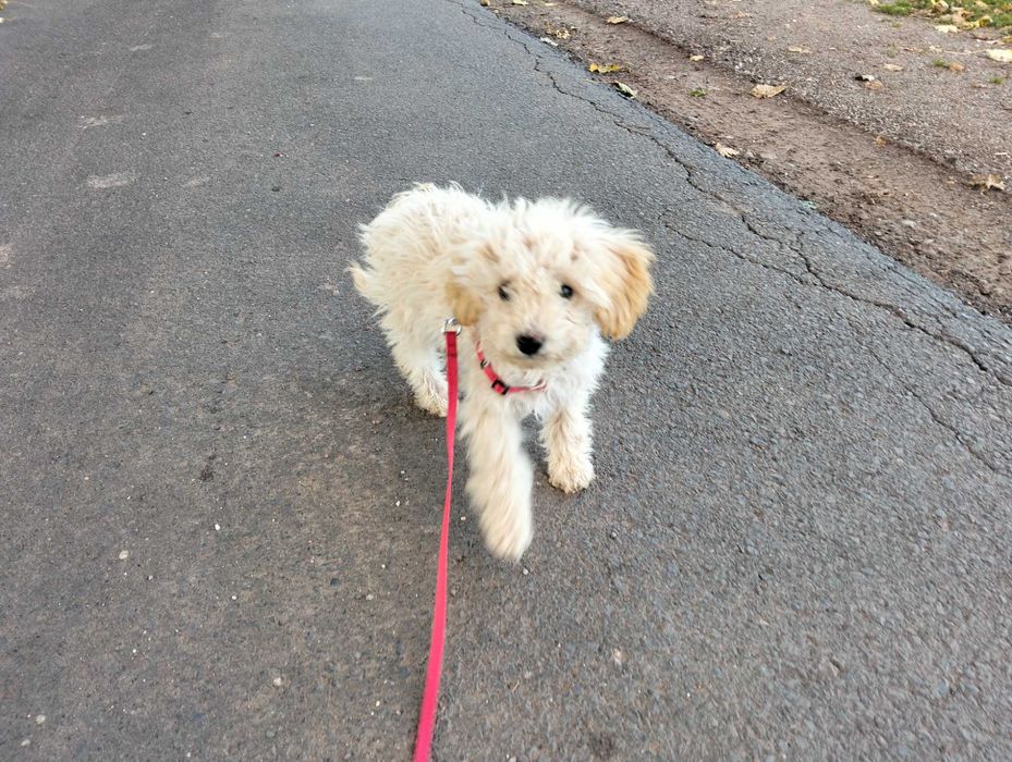 Maltipoo F1B suczka wygląda jak Pudel rozczochrana sarenka