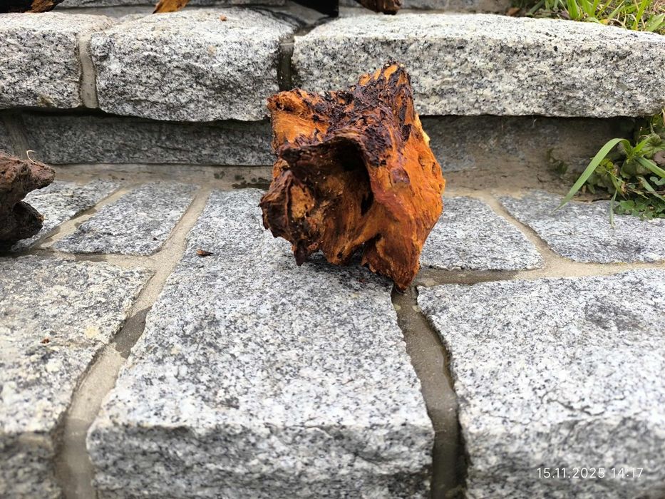 Sprzedam korzeń do akwarium