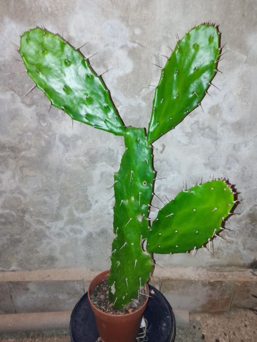 Кактус Опунція Моноканта