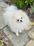 Sliczny ZKWP FCI piesek bialy pomeranian szpic miniaturowy miś boo