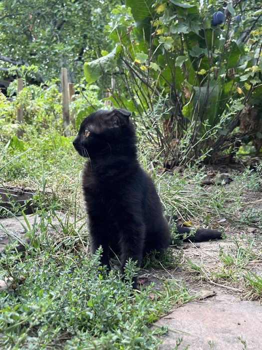 Висловухе чорне кошеня