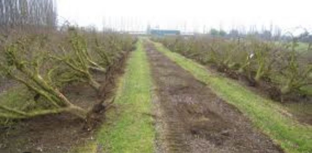 Karczowanie,Usuwanie Sadów, Samosiejek, lasów, biomasa, karp