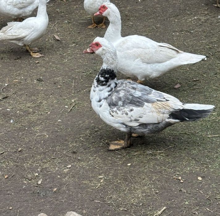 Kaczor kaczki francuskie