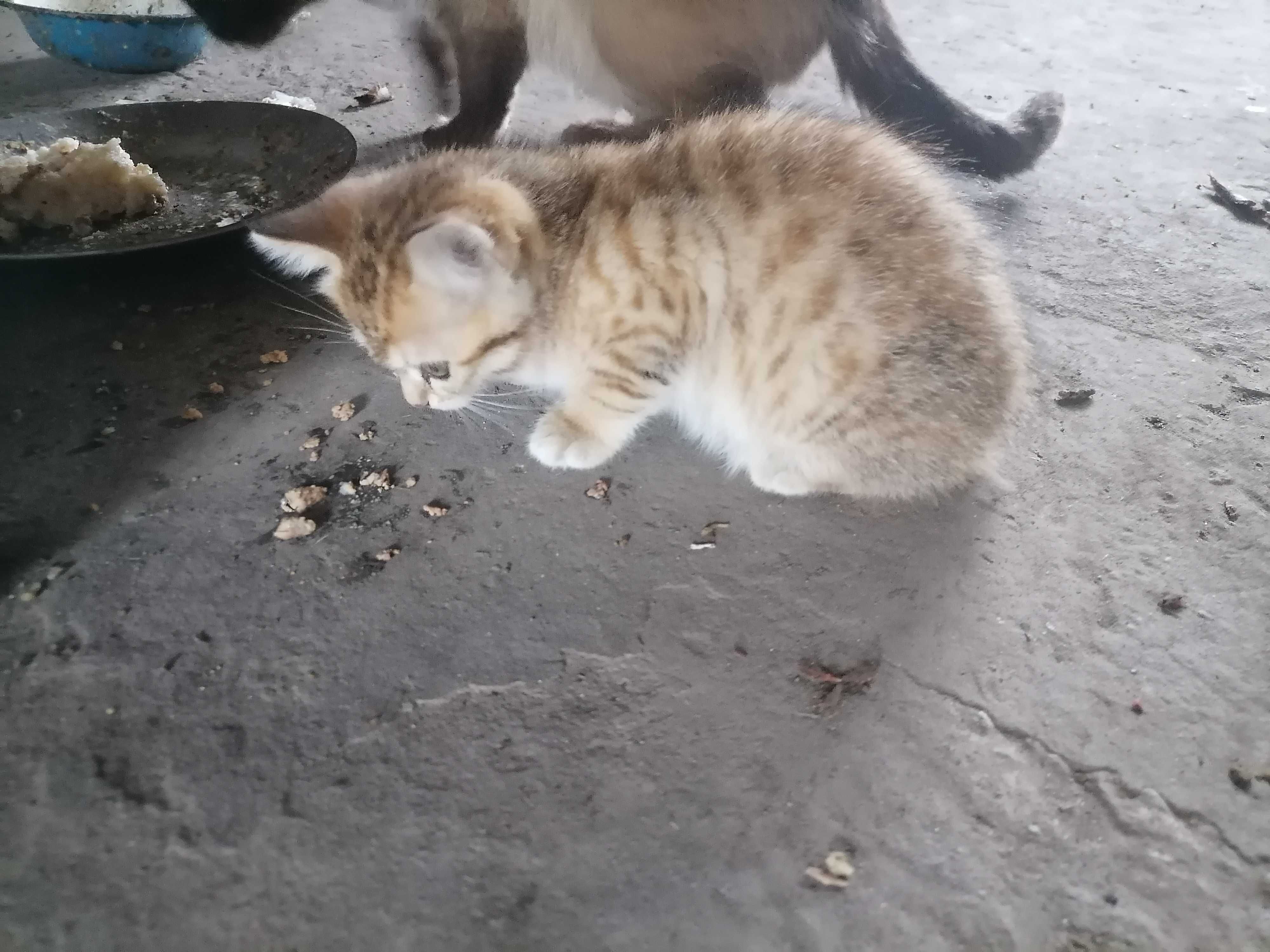 Котята вислоухие