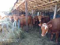sprzedam jałówki do zacielenia w wadze od 400 do 500 kg