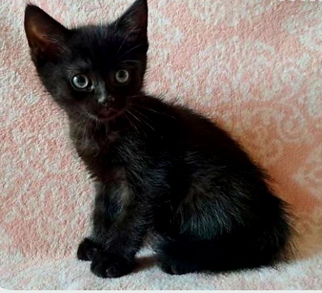 Małe czarne kotki do adopcji