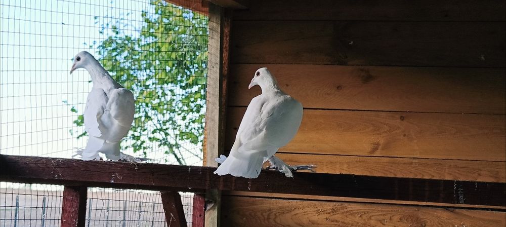 Gołębie z lotu Bociany.  Zwykłe i koroniate