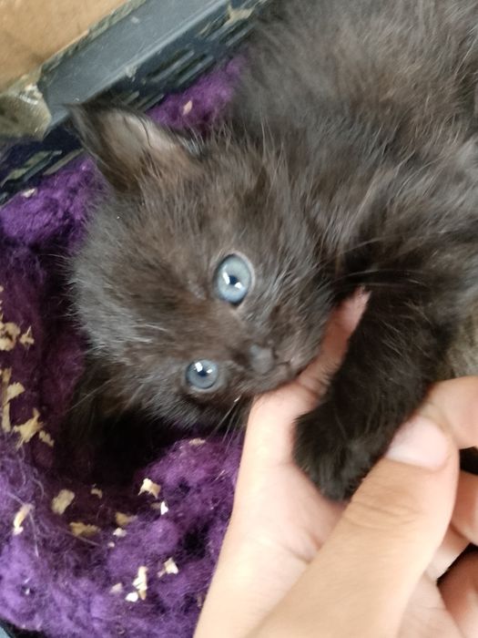 Відам кошенят в добрі руки