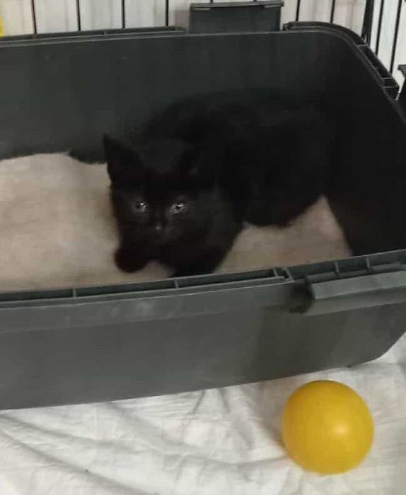 malutka kicia pilnie potrzebuje domku