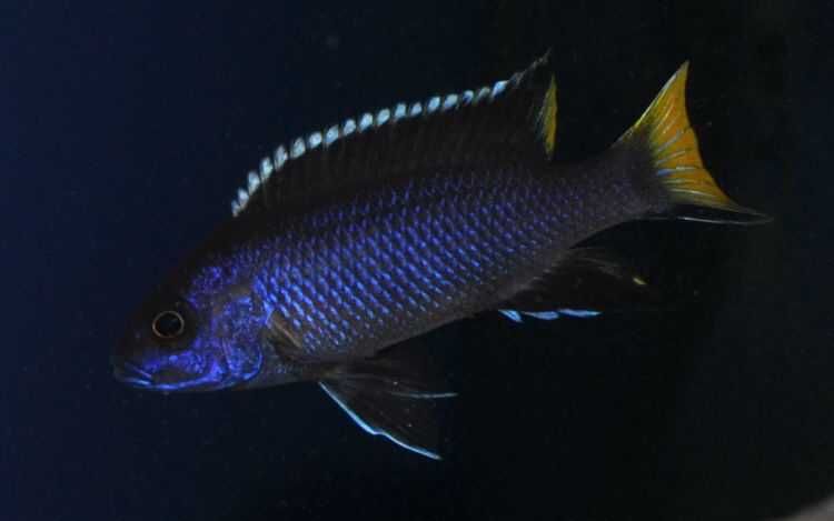 Pseudotropheus Acei Itungi, pyszczaki, malawi, wysyłka