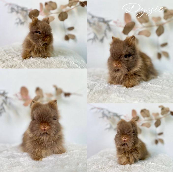 Króliczki Karzełki Niderlandzkie, Teddy, Mini Lop domowe uszaki