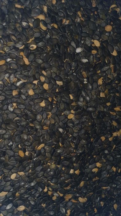 Pestka dyni bezłuskowej BIO z certyfikatem