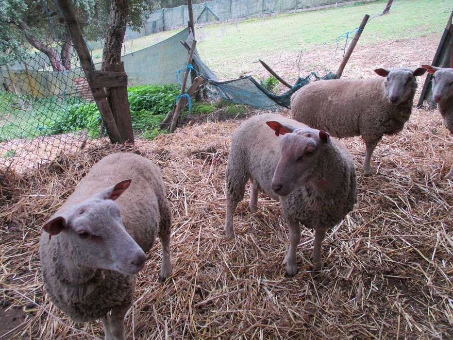 Borregos Charollais (charolês)