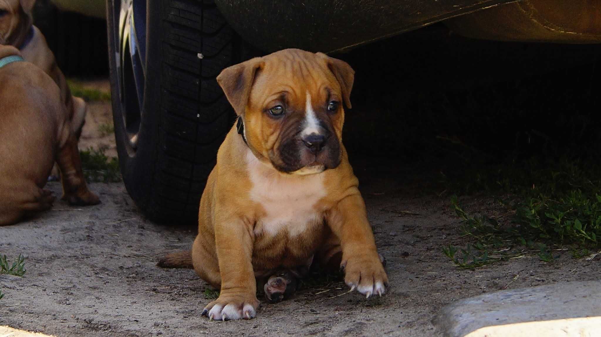 Everlast ,mocny samiec Amstaff ZKwP FCI,  do rezerwacji