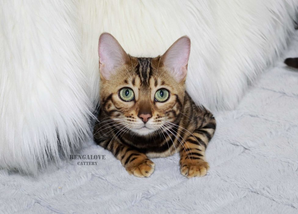 Dziewczyna bengalska do hodowli. Złoty kolor