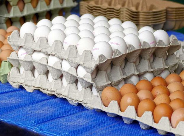 Найкращі інкубаційні яйця Мастер грей Україна