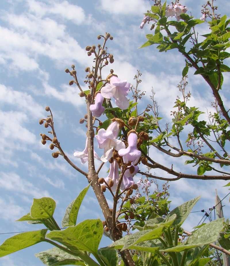 Paulownia nasiona 500szt. Cesarskie drzewo + gratis do każdego zakupu