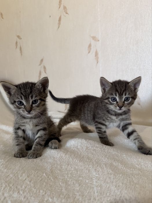 Шотландські кошенята , шотландские котята