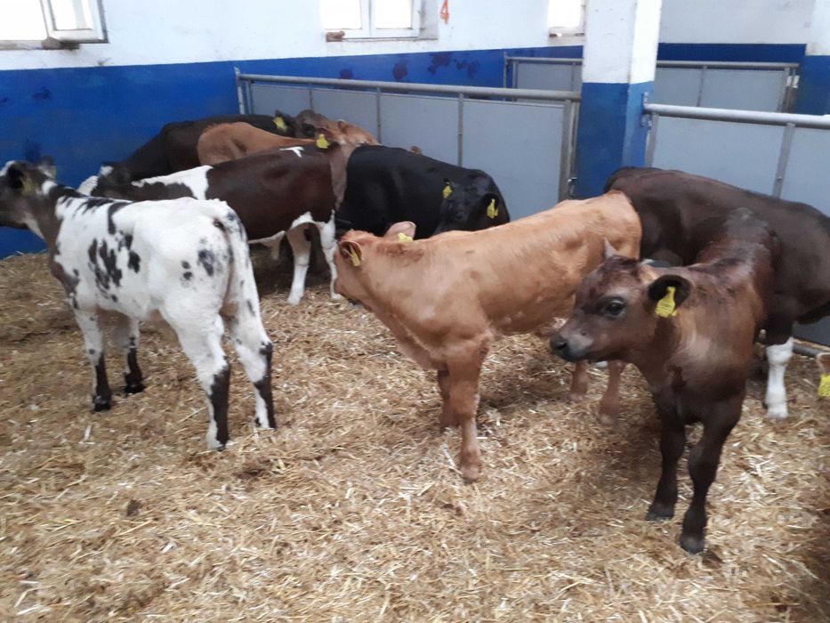 Cielęta byczki jałówki mięsne , mleczne