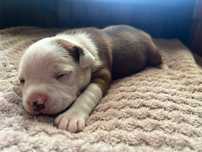 Staffordshire Bull Terrier Staffik suczka