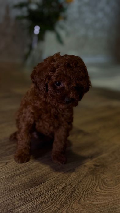 Роскошные Toy Poodle Red Brown, Китай