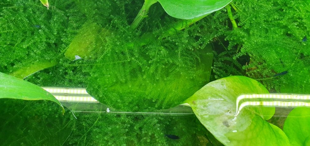Alimento ração congelado artemia larva usgo de java dose