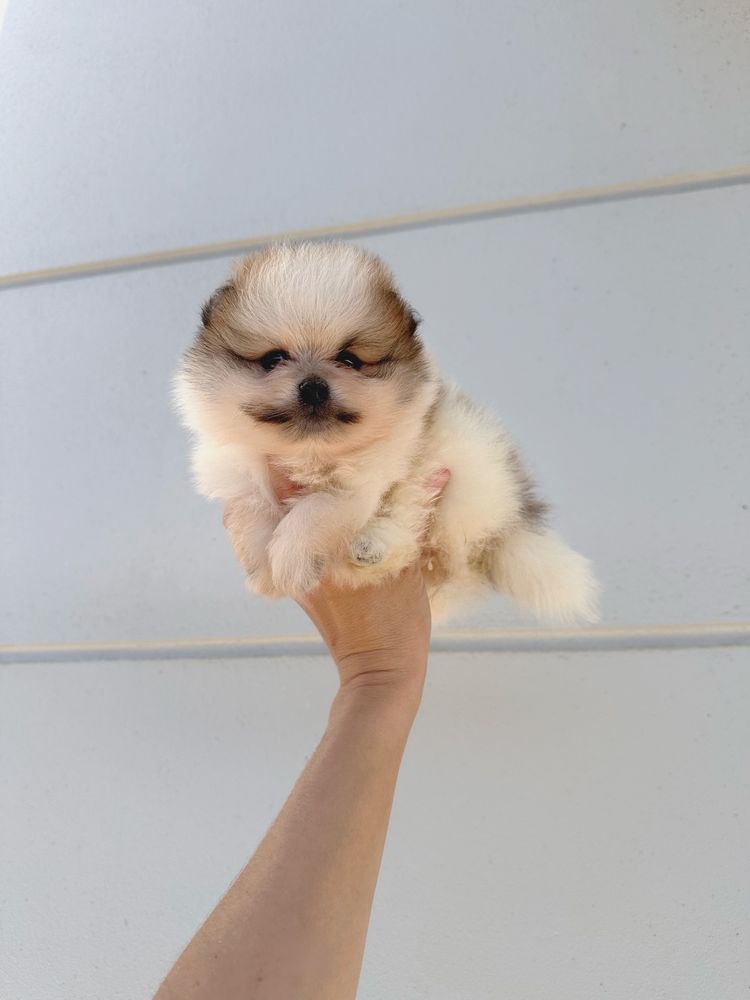 Lulu da pomerânia com LOP,  linhagem Russa, spitz alemão anão