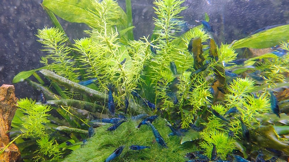 Krewetki caridina blue Velvet