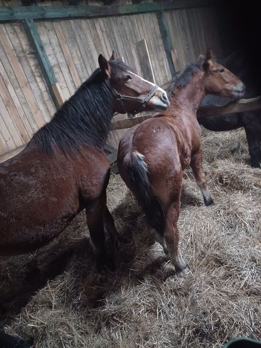 Ogierek zimnokrwisty