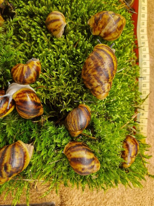 ПодарунковийНабір УляСет2 АрхАхатини Овум