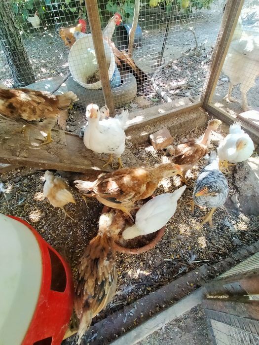 Vendo 7 pintos alimentados com alimentação biológica