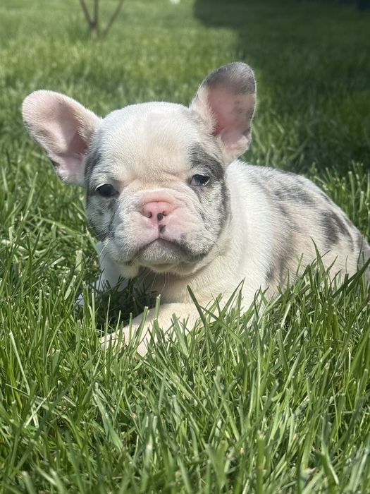 Чудесні цуценята французького бульдога