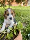 Beagle  tricolor Top